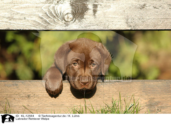 Labrador Retriever Welpe / Labrador Retriever Puppy / KL-12564
