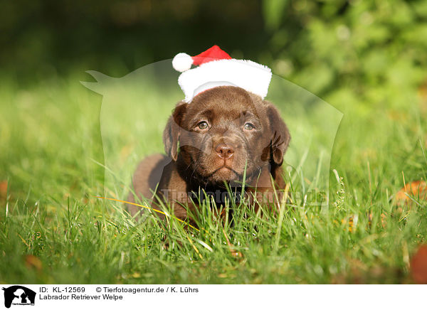 Labrador Retriever Welpe / Labrador Retriever Puppy / KL-12569