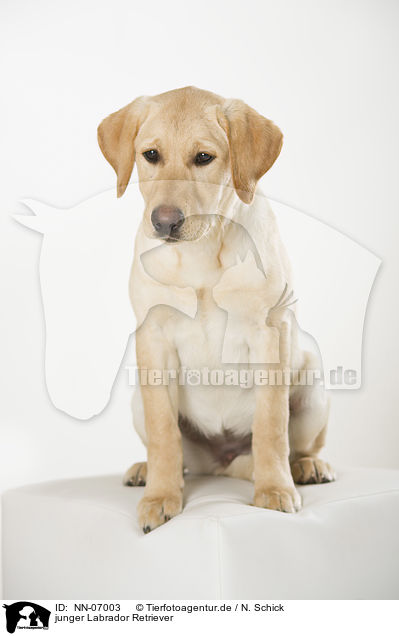 junger Labrador Retriever / young Labrador Retriever / NN-07003