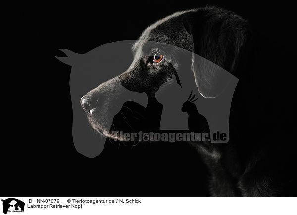 Labrador Retriever Kopf / NN-07079