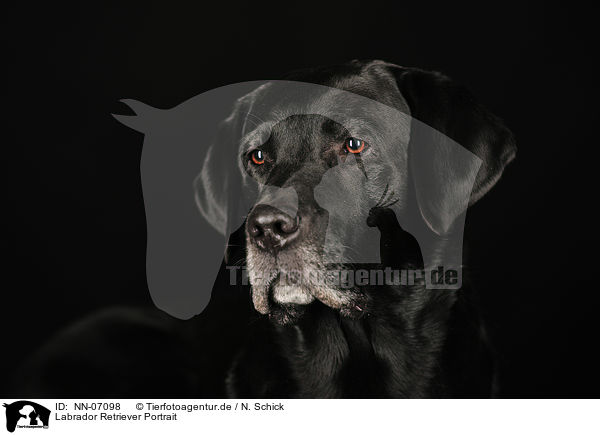 Labrador Retriever Portrait / Labrador Retriever Portrait / NN-07098