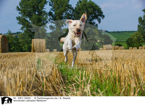 rennender Labrador Retriever / running Labrador Retriever / SST-13625