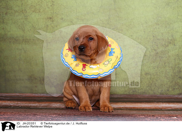 Labrador Retriever Welpe / JH-20351