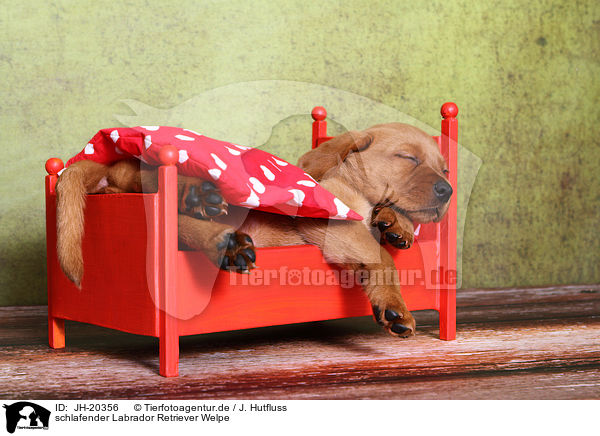 schlafender Labrador Retriever Welpe / sleeping Labrador Retriever puppy / JH-20356