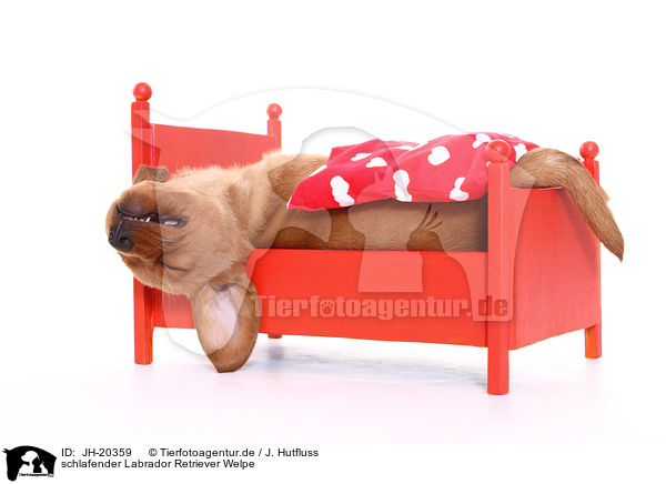 schlafender Labrador Retriever Welpe / JH-20359
