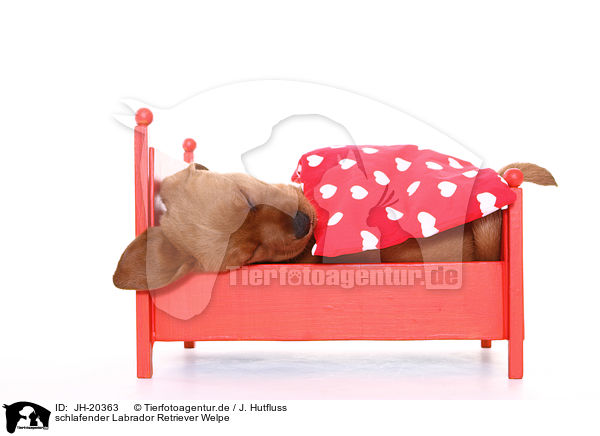 schlafender Labrador Retriever Welpe / sleeping Labrador Retriever puppy / JH-20363