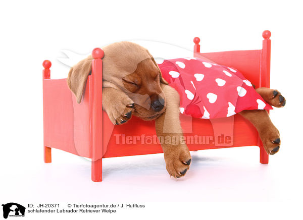 schlafender Labrador Retriever Welpe / JH-20371