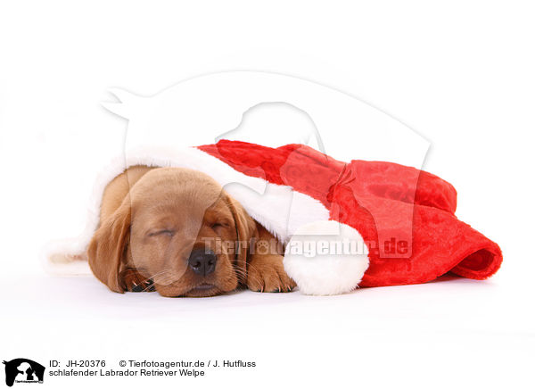 schlafender Labrador Retriever Welpe / sleeping Labrador Retriever puppy / JH-20376
