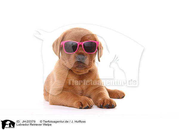 Labrador Retriever Welpe / JH-20379