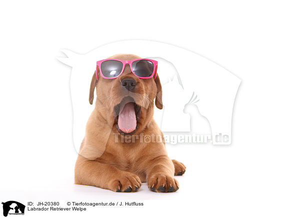 Labrador Retriever Welpe / JH-20380