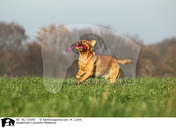 spielender Labrador Retriever / playing Labrador Retriever / KL-13265