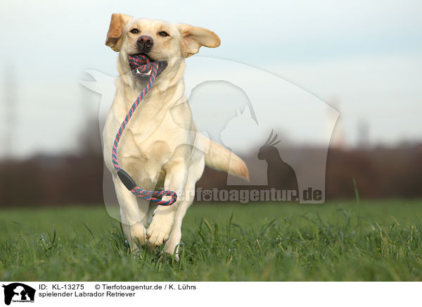 spielender Labrador Retriever / playing Labrador Retriever / KL-13275