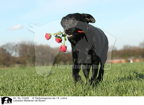 Labrador Retriever mit Rosen / KL-13329