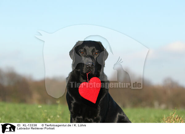 Labrador Retriever Portrait / KL-13338