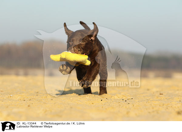 Labrador Retriever Welpe / Labrador Retriever Puppy / KL-13344