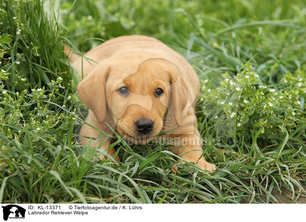 Labrador Retriever Welpe / Labrador Retriever Puppy / KL-13371