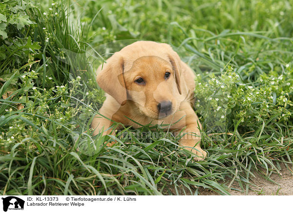 Labrador Retriever Welpe / Labrador Retriever Puppy / KL-13373