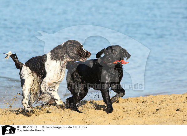 2 spielende Hunde / 2 playing dogs / KL-13387