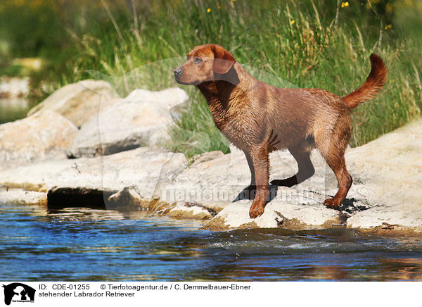 stehender Labrador Retriever / standing Labrador Retriever / CDE-01255