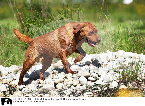 laufender Labrador Retriever / walking Labrador Retriever / CDE-01256