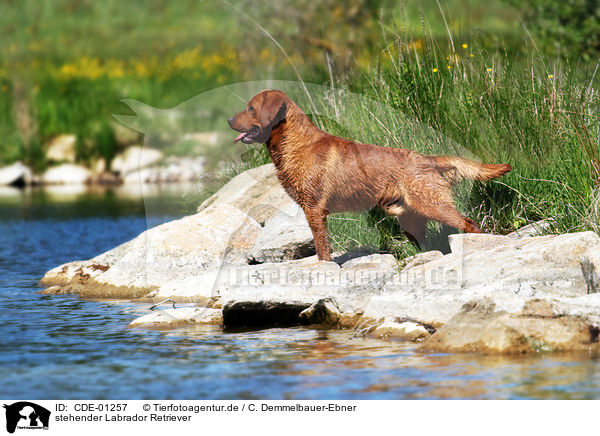 stehender Labrador Retriever / standing Labrador Retriever / CDE-01257