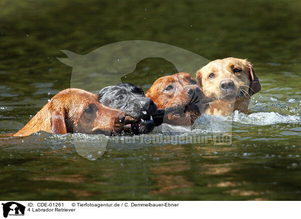4 Labrador Retriever / 4 Labrador Retriever / CDE-01261