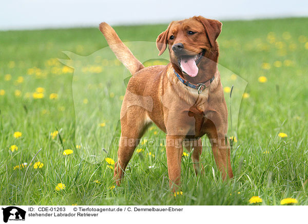 stehender Labrador Retriever / standing Labrador Retriever / CDE-01263