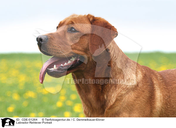 Labrador Retriever Portrait / Labrador Retriever Portrait / CDE-01264