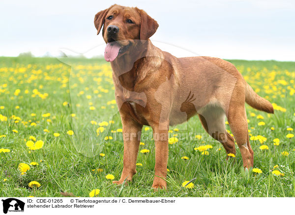 stehender Labrador Retriever / standing Labrador Retriever / CDE-01265