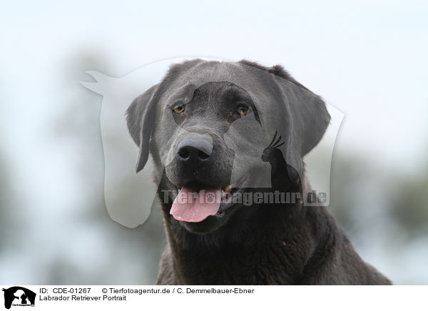 Labrador Retriever Portrait / Labrador Retriever Portrait / CDE-01267