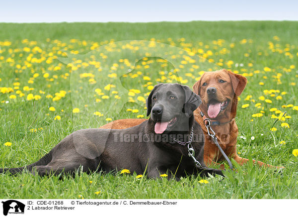 2 Labrador Retriever / 2 Labrador Retriever / CDE-01268