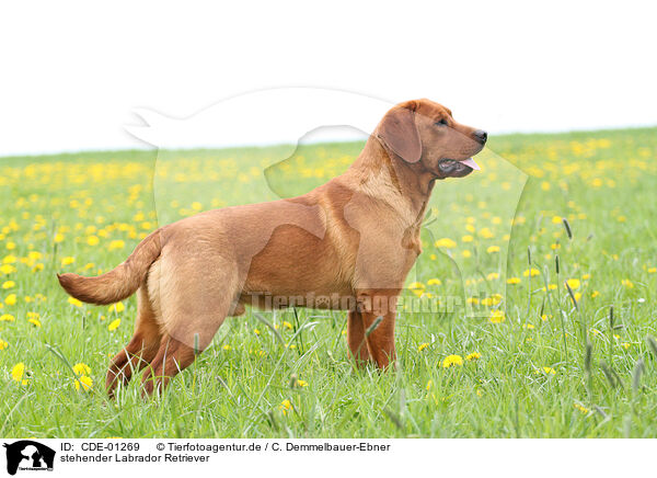 stehender Labrador Retriever / standing Labrador Retriever / CDE-01269