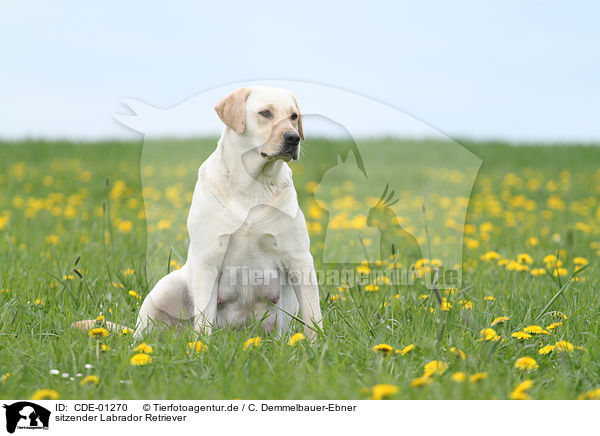 sitzender Labrador Retriever / sitting Labrador Retriever / CDE-01270