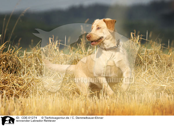 rennender Labrador Retriever / running Labrador Retriever / CDE-01274