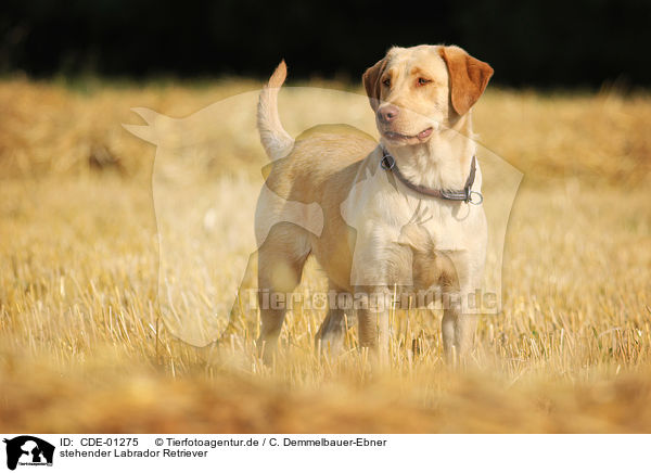 stehender Labrador Retriever / standing Labrador Retriever / CDE-01275