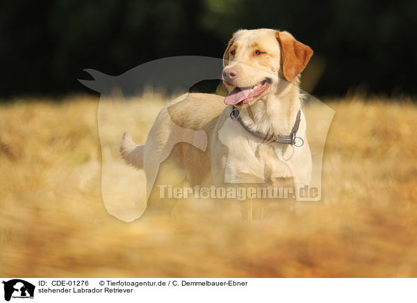 stehender Labrador Retriever / standing Labrador Retriever / CDE-01276