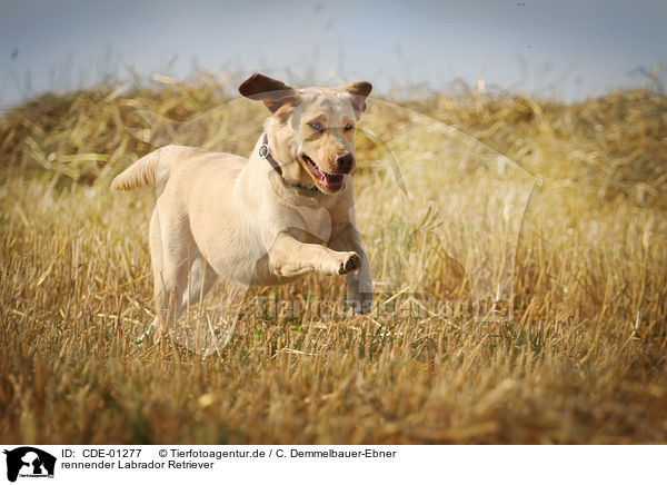 rennender Labrador Retriever / running Labrador Retriever / CDE-01277