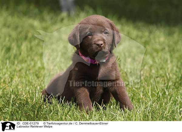Labrador Retriever Welpe / Labrador Retriever Puppy / CDE-01279
