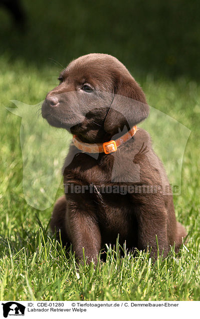 Labrador Retriever Welpe / Labrador Retriever Puppy / CDE-01280