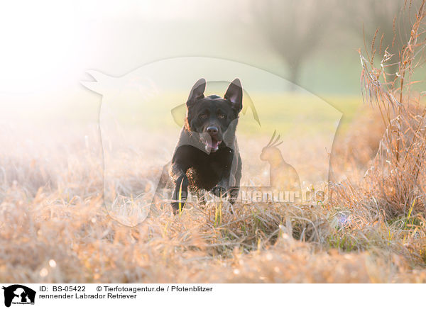 rennender Labrador Retriever / running Labrador Retriever / BS-05422