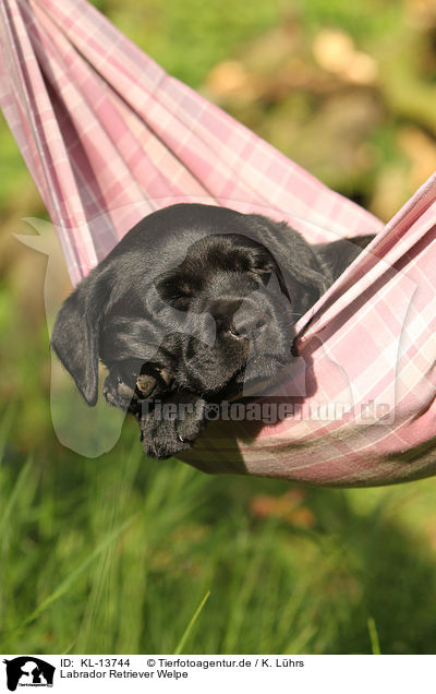 Labrador Retriever Welpe / Labrador Retriever Puppy / KL-13744