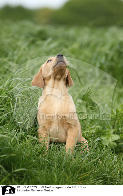 Labrador Retriever Welpe / Labrador Retriever Puppy / KL-13773