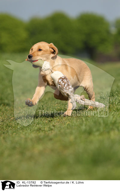 Labrador Retriever Welpe / Labrador Retriever Puppy / KL-13782