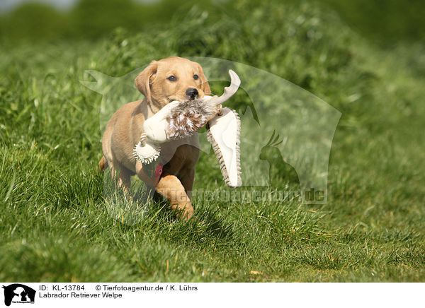 Labrador Retriever Welpe / Labrador Retriever Puppy / KL-13784