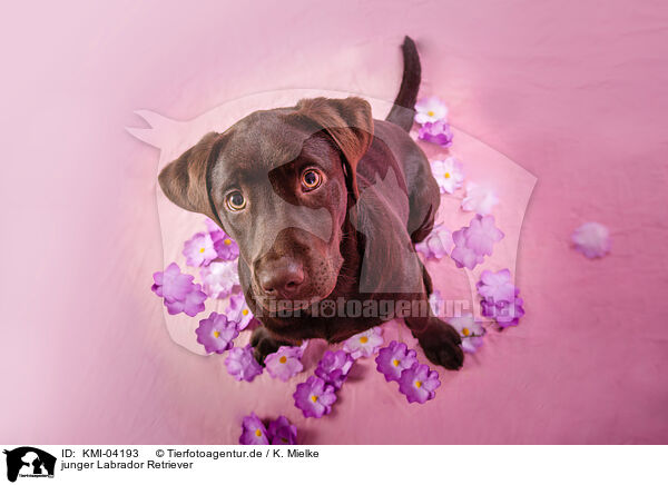 junger Labrador Retriever / KMI-04193