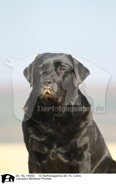 Labrador Retriever Portrait / Labrador Retriever Portrait / KL-14082