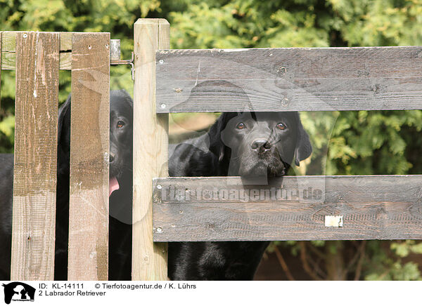 2 Labrador Retriever / 2 Labrador Retriever / KL-14111