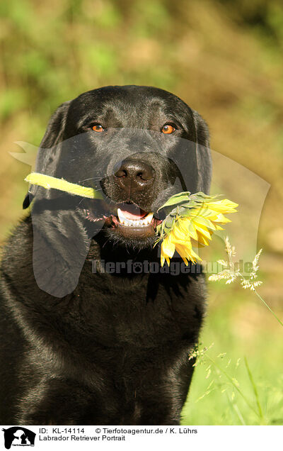 Labrador Retriever Portrait / KL-14114