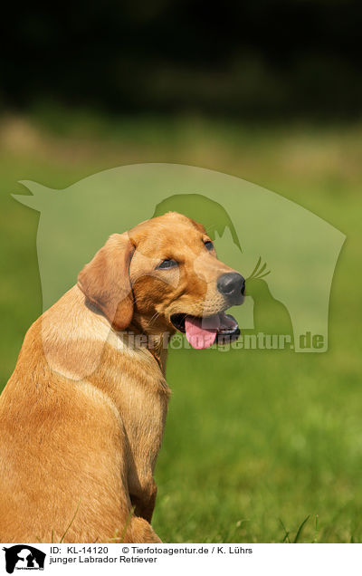 junger Labrador Retriever / young Labrador Retriever / KL-14120