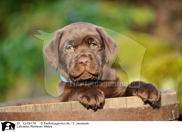 Labrador Retriever Welpe / Labrador Retriever Puppy / YJ-08176